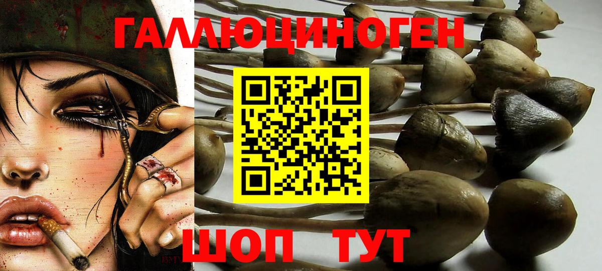 купить наркотик  Псилоцибиновые грибы Magic Shrooms  Вход с VPN  Крымск 